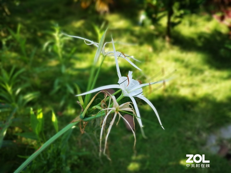 这时节，总有花开