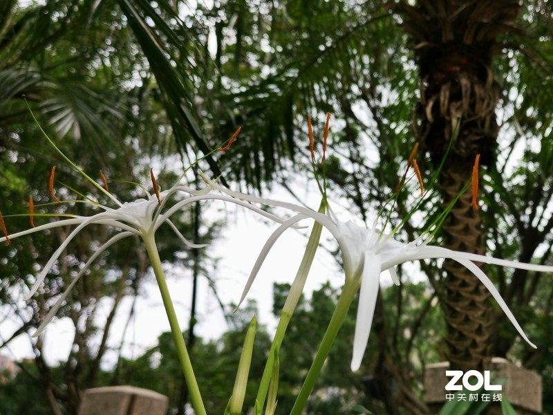 这时节，总有花开