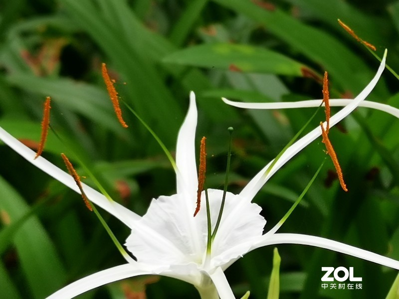 这时节，总有花开