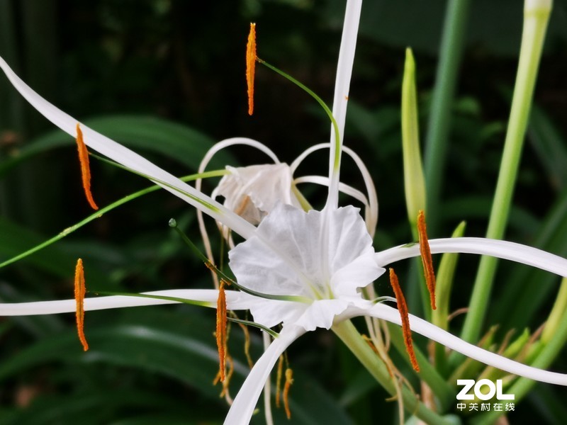 这时节，总有花开