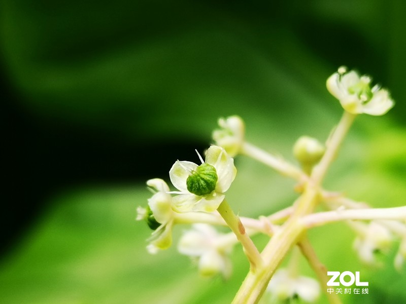 听说这叫商陆是吧