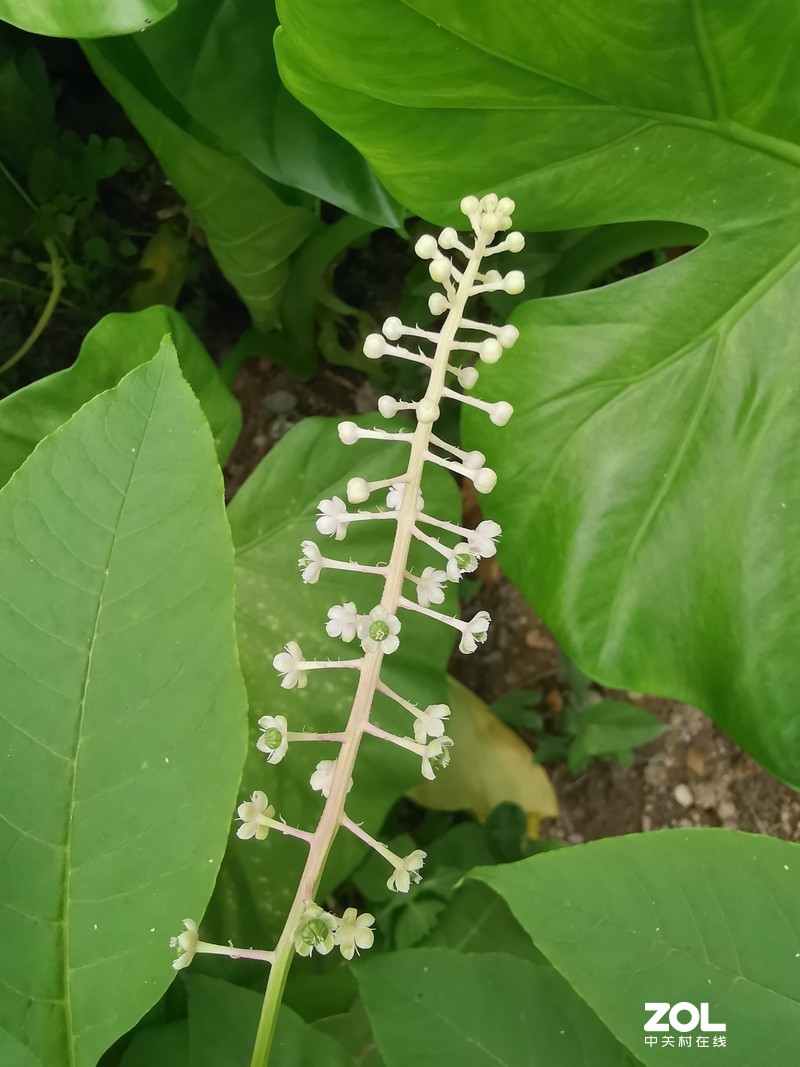 听说这叫商陆是吧