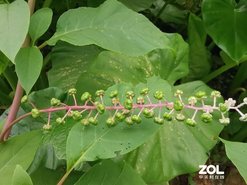 听说这叫商陆是吧