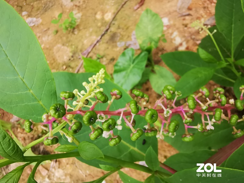 听说这叫商陆是吧