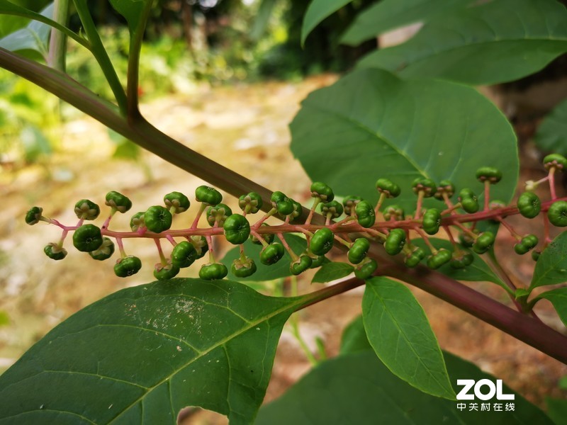 听说这叫商陆是吧