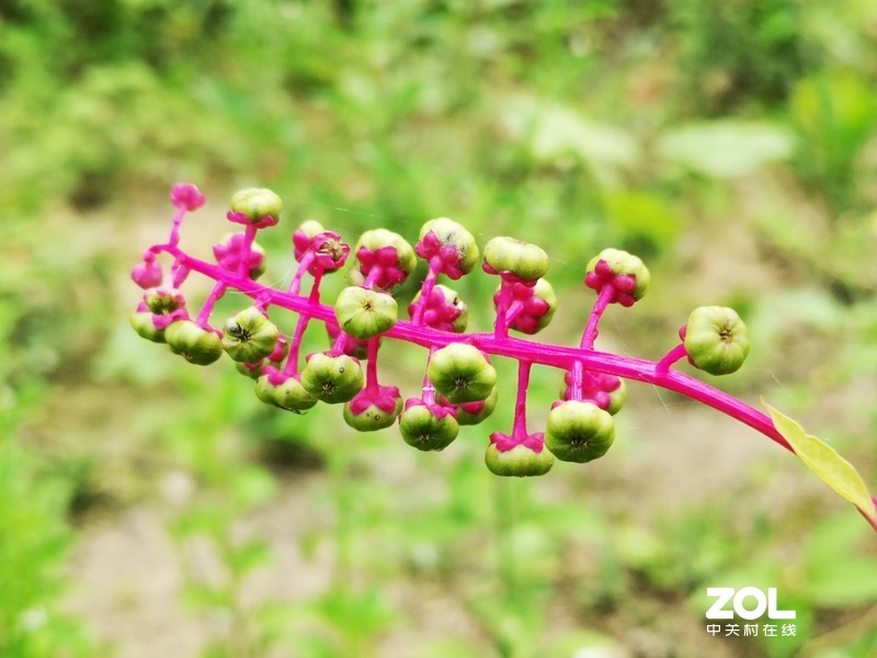 听说这叫商陆是吧