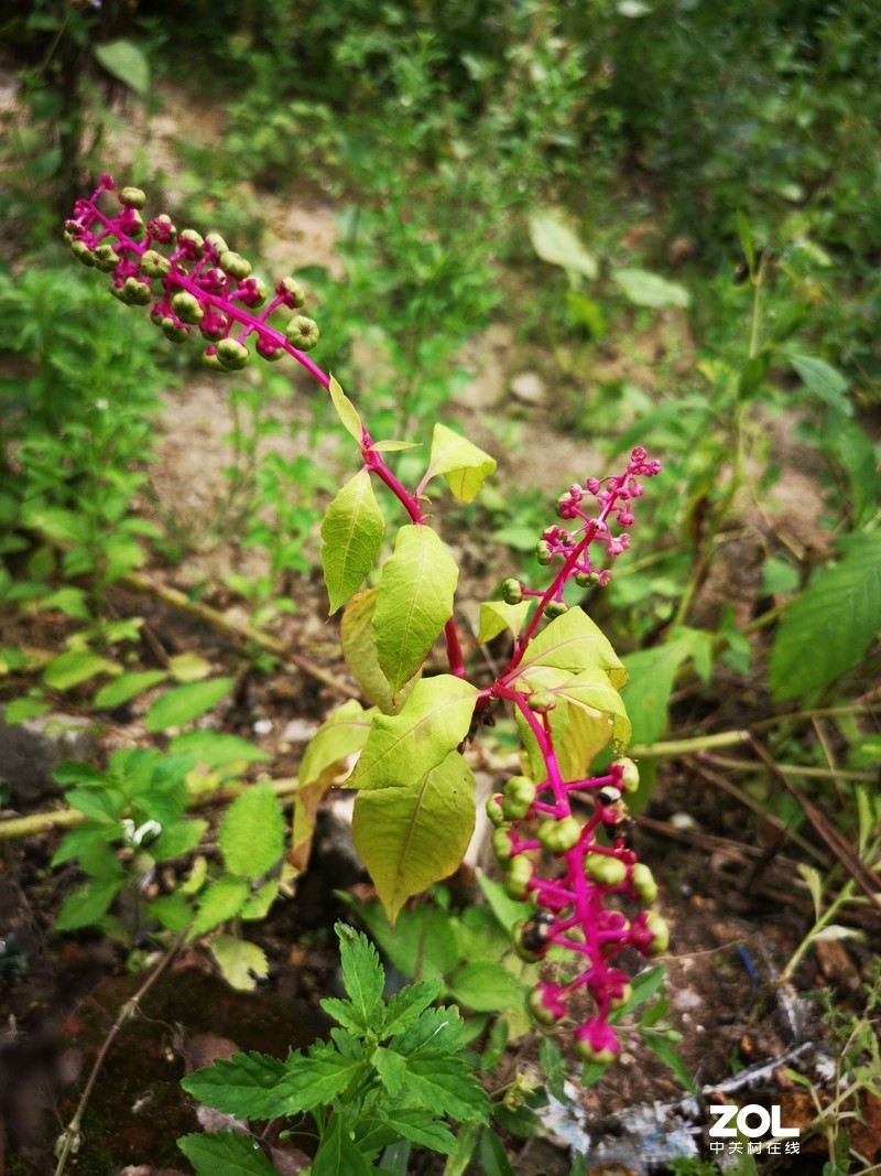 听说这叫商陆是吧