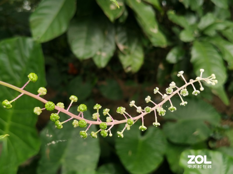 听说这叫商陆是吧