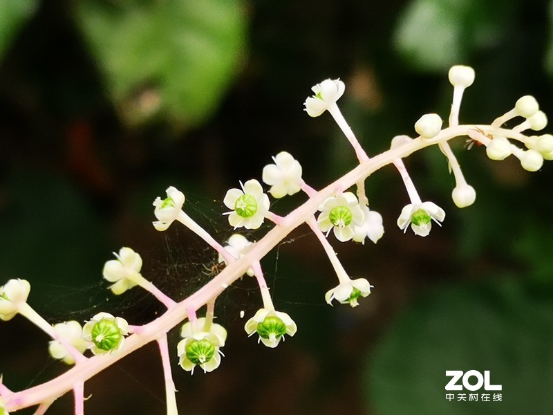 听说这叫商陆是吧