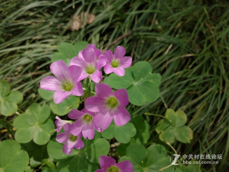 #乐无止镜X5Pro，最美的春季出行# 中国茶花文化园/浙中乐园/万达广场掠影