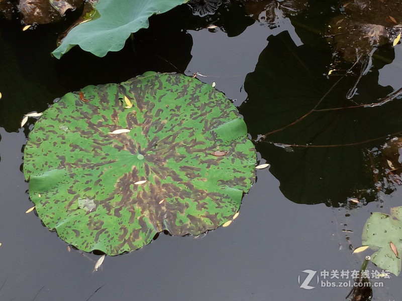 #乐无止镜X5Pro，最美的春季出行# 中国茶花文化园/浙中乐园/万达广场掠影