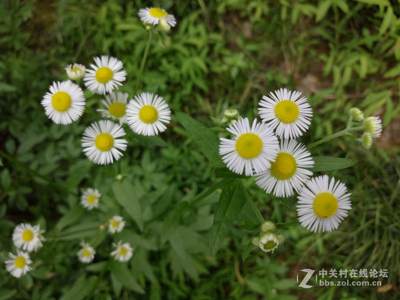 #乐无止镜X5Pro，最美的春季出行# 中国茶花文化园/浙中乐园/万达广场掠影