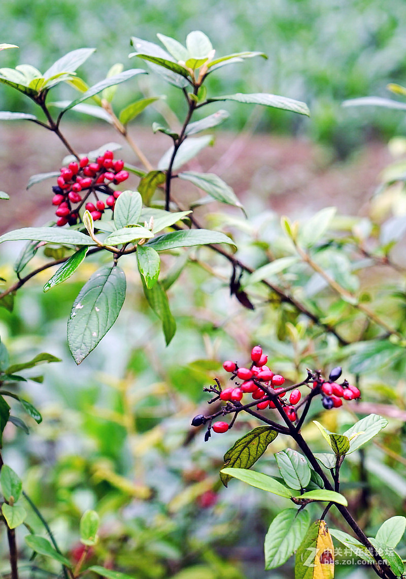山路边的红豆豆野花花