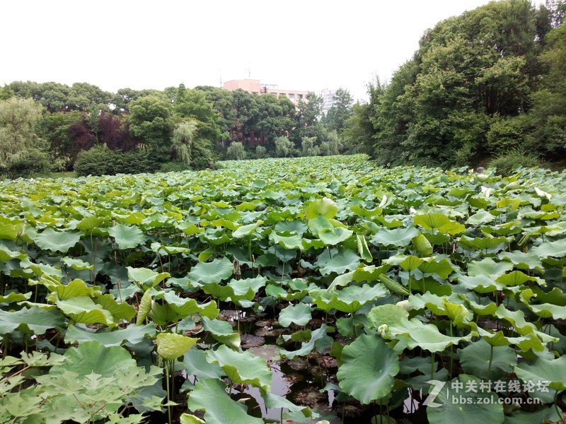 #乐无止镜X5Pro，最美的春季出行# 中国茶花文化园/浙中乐园/万达广场掠影