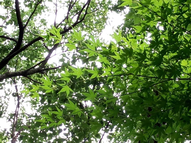 #乐无止镜X5Pro，最美的春季出行# 中国茶花文化园/浙中乐园/万达广场掠影