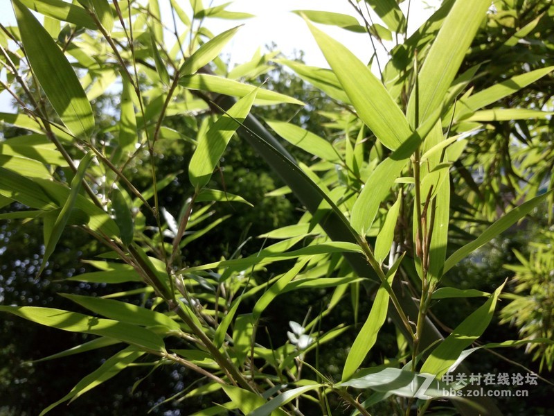 #乐无止镜X5Pro，最美的春季出行# 中国茶花文化园/浙中乐园/万达广场掠影