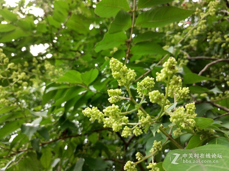 #乐无止镜X5Pro，最美的春季出行# 中国茶花文化园/浙中乐园/万达广场掠影