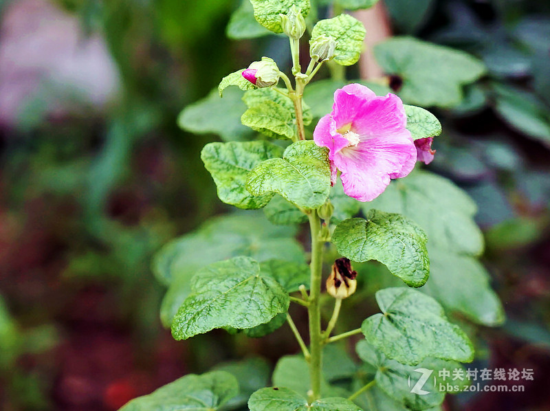 山路边的红豆豆野花花