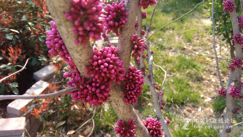 #大神F1极速版拍照#紫荆 花开2