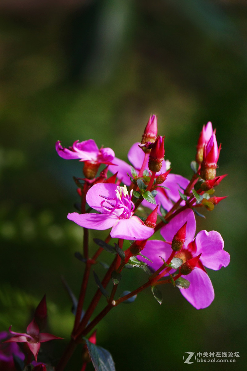 多花蔓性野牡丹