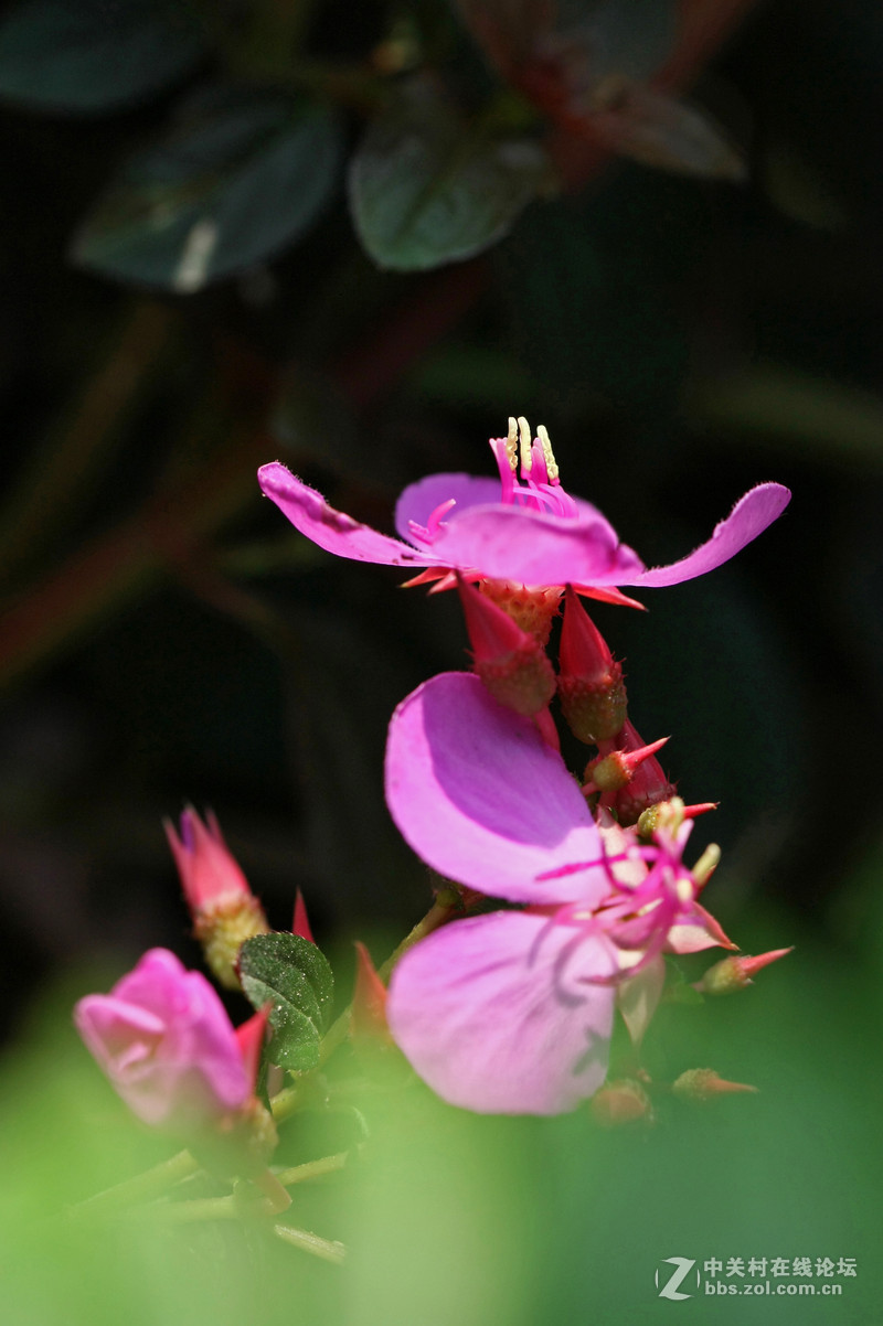 多花蔓性野牡丹