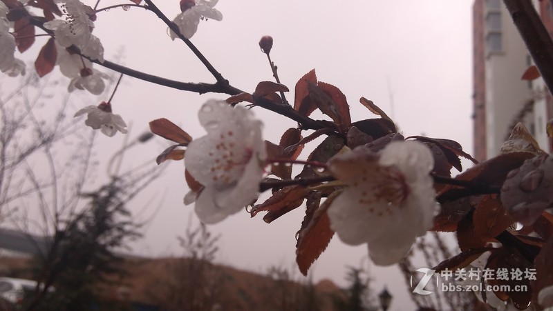 #大神F1极速版拍照#-雨后樱花