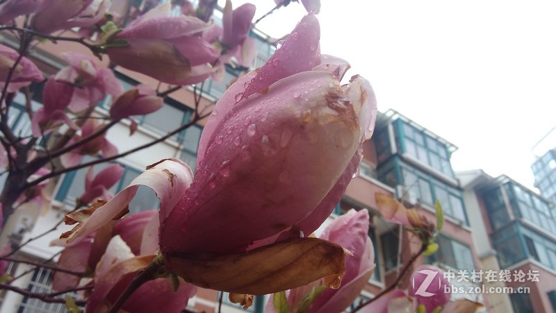 #大神F1极速版拍照#-玉兰花开