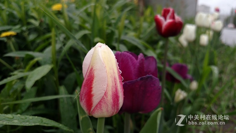 【商务手机摩托罗拉VerizonDroid Turbo拍摄雨后的花草