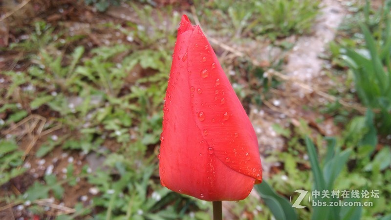 #大神F1极速版拍照#-雨后郁金香