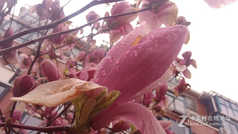 #大神F1极速版拍照#-玉兰花开