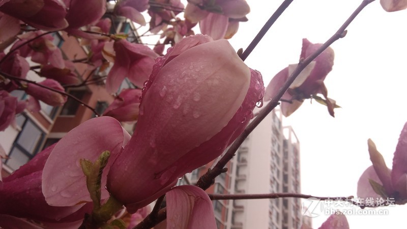 #大神F1极速版拍照#-玉兰花开