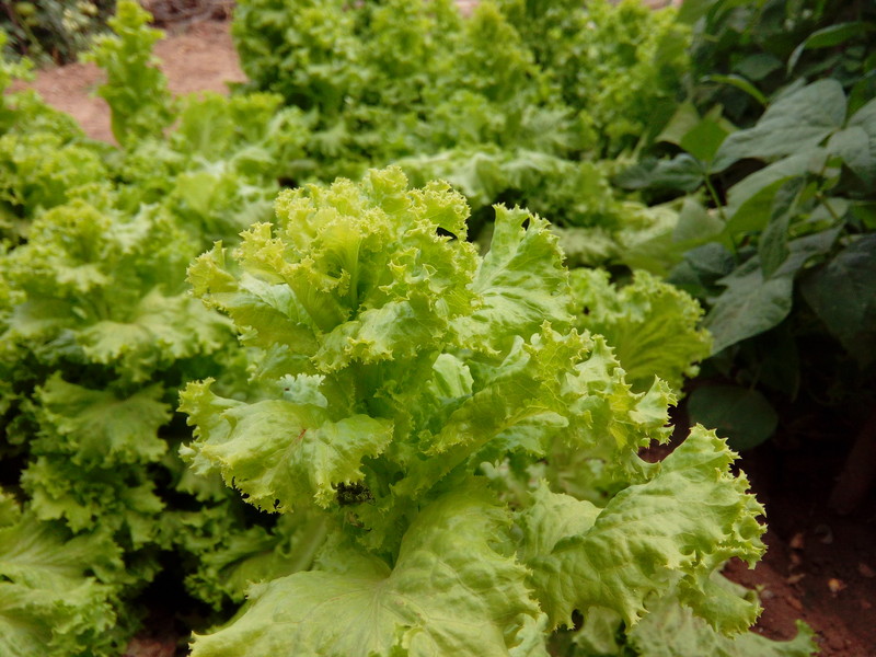 【koobee S3--青春优品智能】双微信 遥控精灵 健康中心 智能辅助 dido OS 5.2体验等