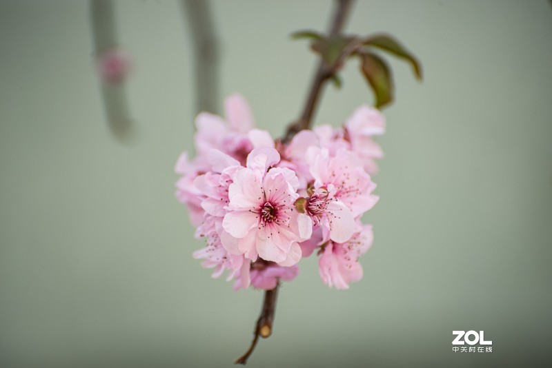 d610搭配70-300vr拍摄，请拍砖！