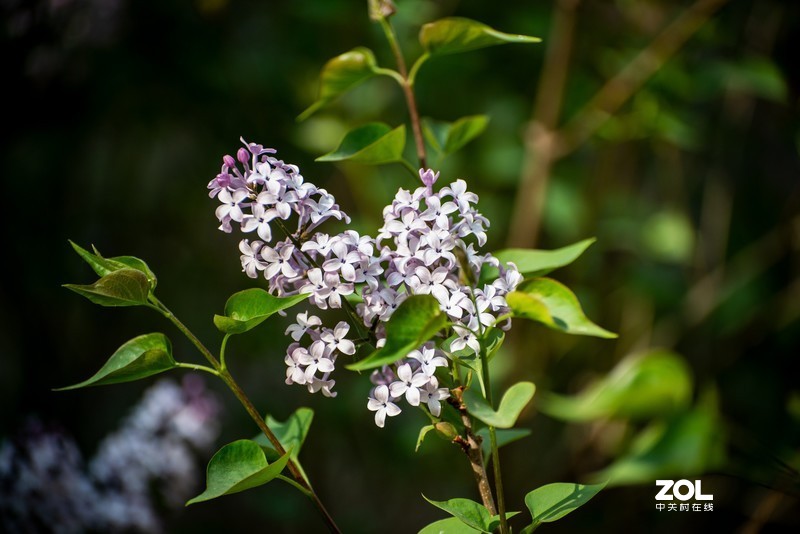 d610搭配70-300vr拍摄，请拍砖！