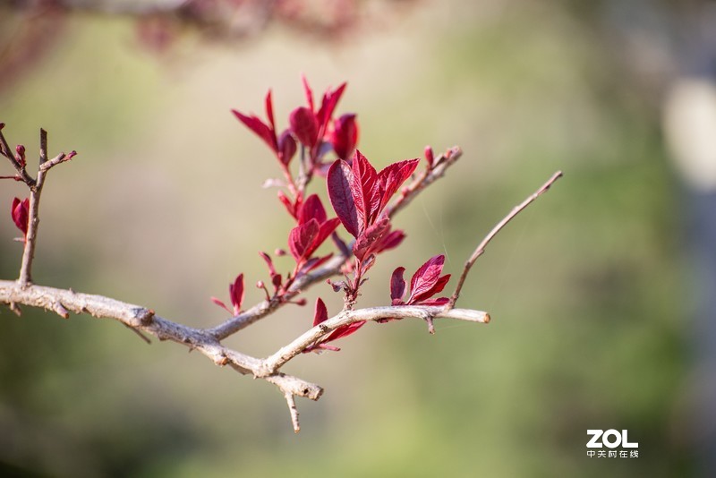 d610搭配70-300vr拍摄，请拍砖！