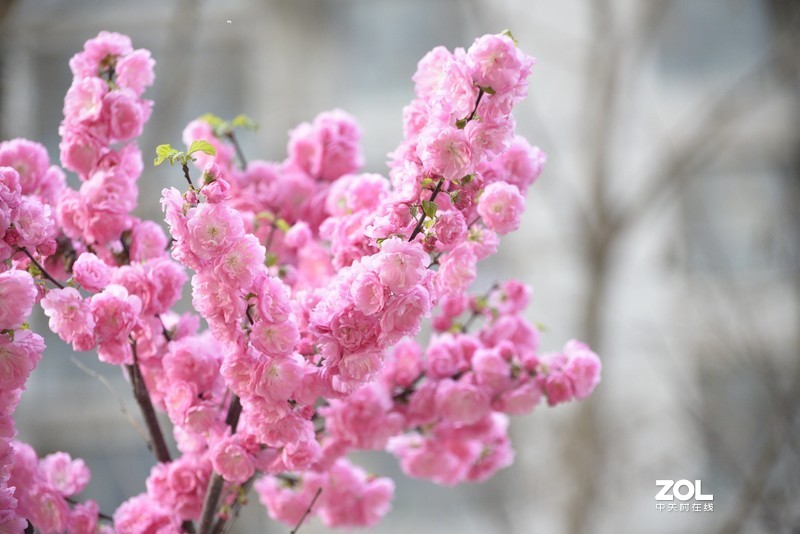 d610搭配70-300vr拍摄，请拍砖！