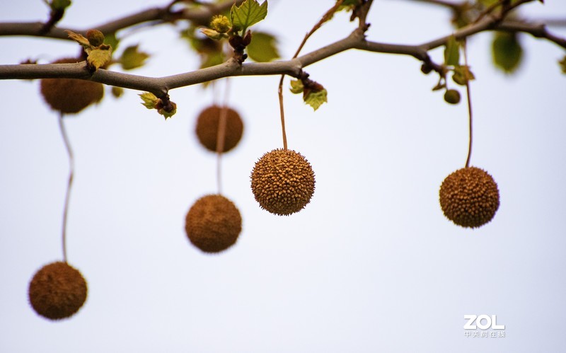 d610搭配70-300vr拍摄，请拍砖！