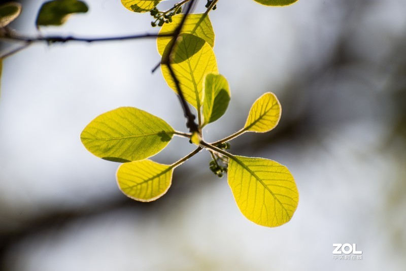 d610搭配70-300vr拍摄，请拍砖！