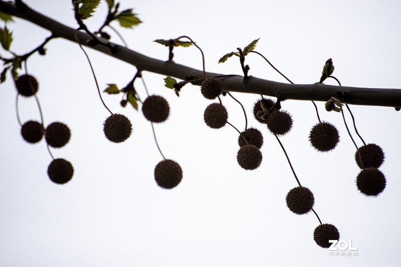 d610搭配70-300vr拍摄，请拍砖！