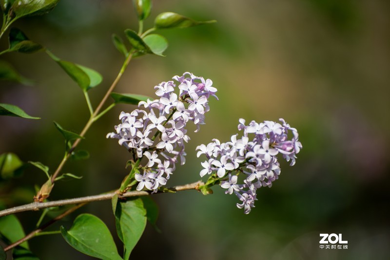 d610搭配70-300vr拍摄，请拍砖！