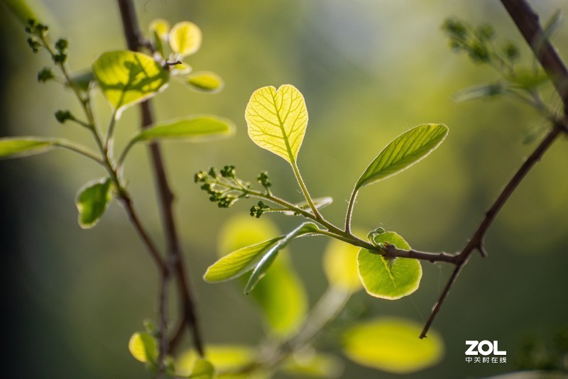 d610搭配70-300vr拍摄，请拍砖！