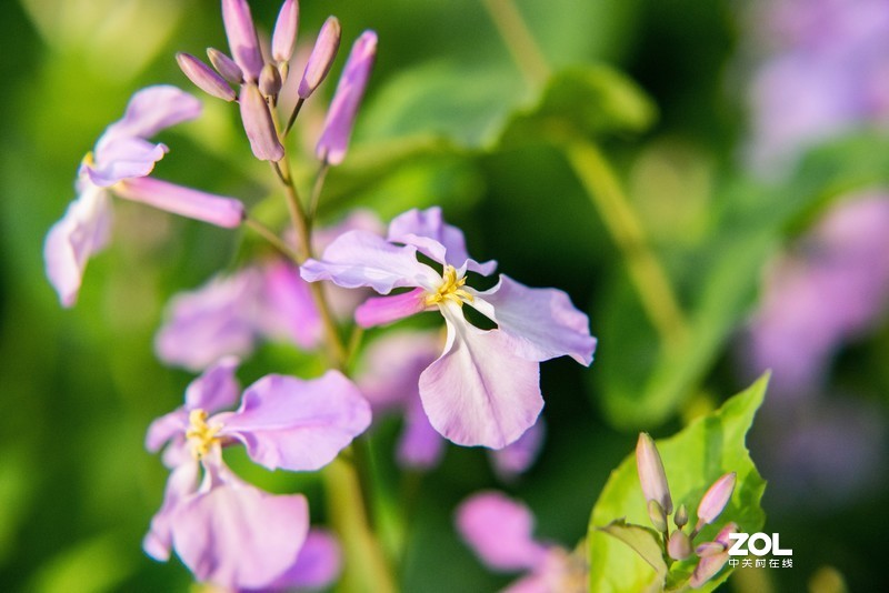 d610搭配70-300vr拍摄，请拍砖！