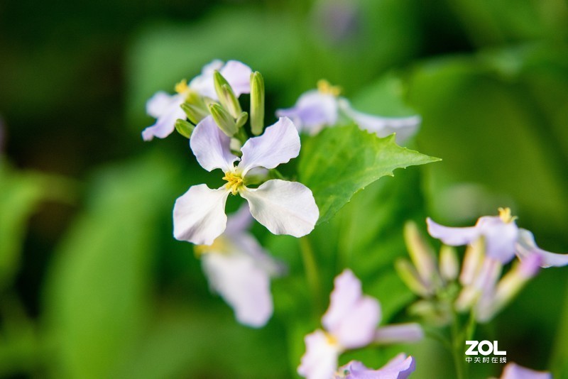 d610搭配70-300vr拍摄，请拍砖！