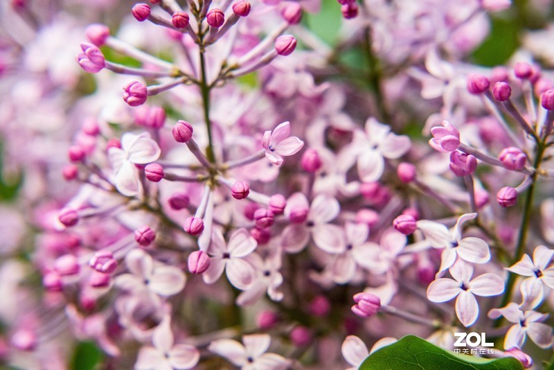 d610搭配70-300vr拍摄，请拍砖！