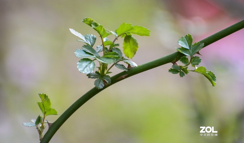 d610搭配70-300vr拍摄，请拍砖！