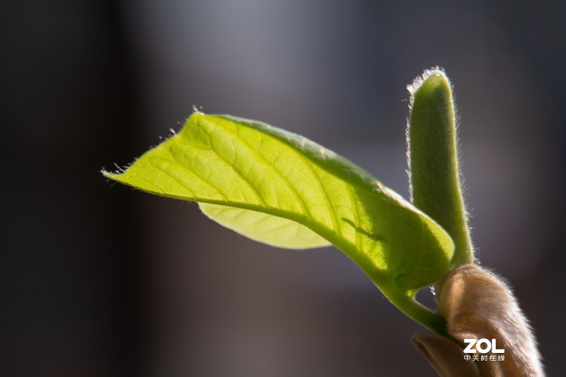 d610搭配70-300vr拍摄，请拍砖！