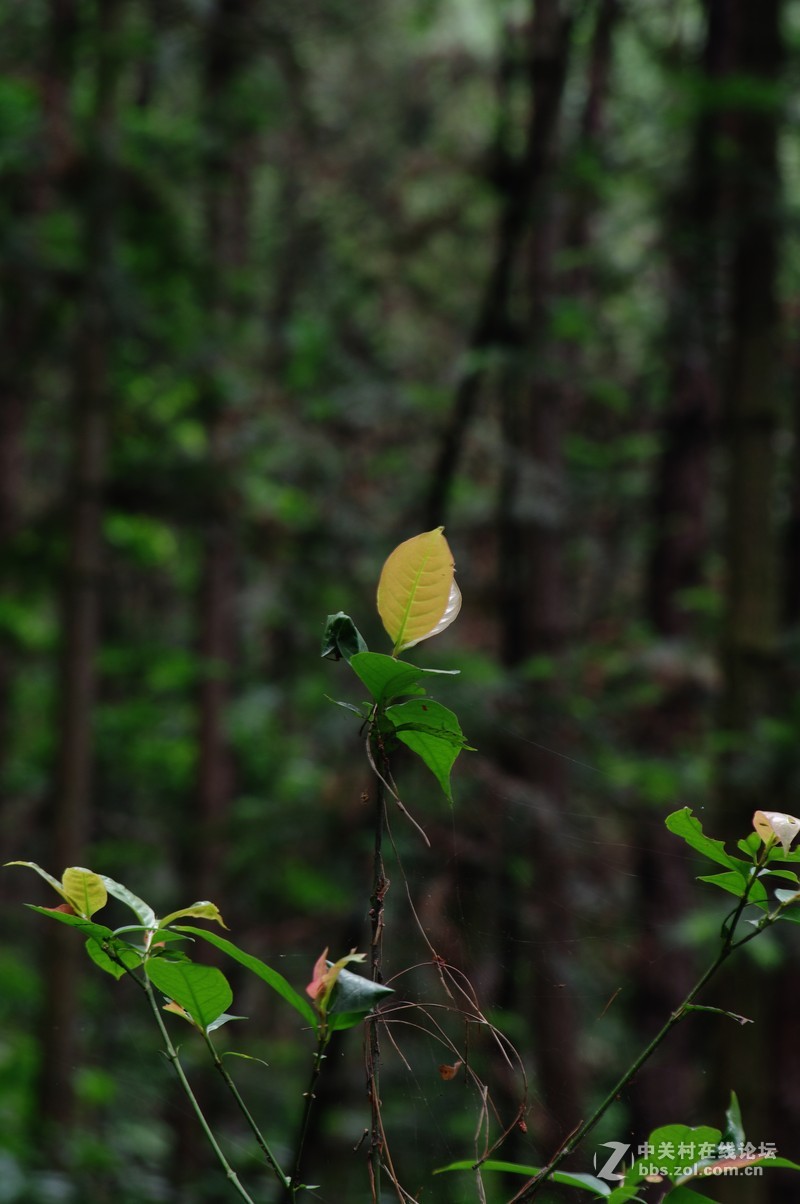 一个人的山 让心更静  (理光28-110 f2.8-f4)