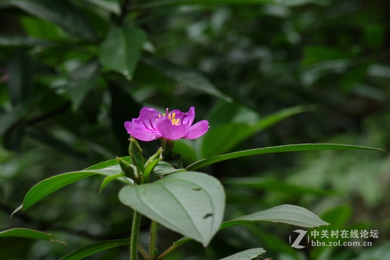 一个人的山 让心更静  (理光28-110 f2.8-f4)