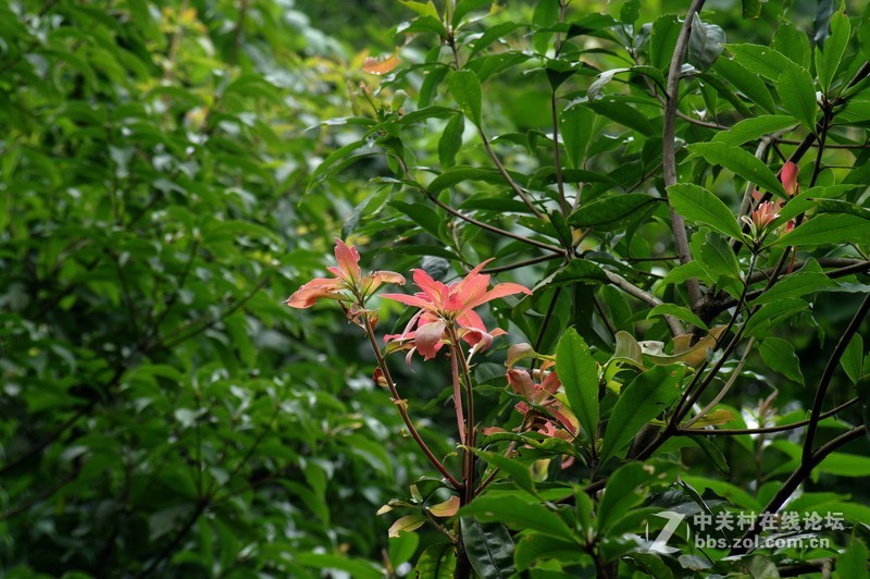 一个人的山 让心更静  (理光28-110 f2.8-f4)