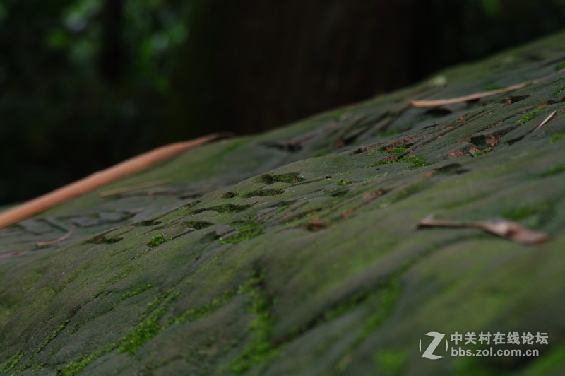 一个人的山 让心更静  (理光28-110 f2.8-f4)